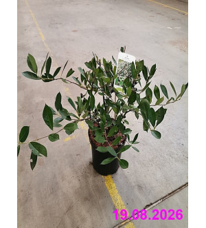 Aronia melanocarpa 'Hugin' C 2,5 L